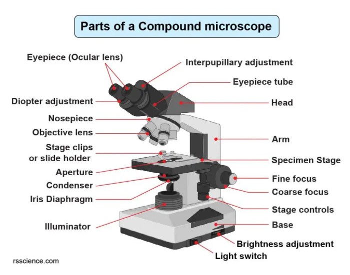 Microscope fill in the blank answers