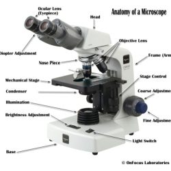 Microscope worksheet review parts science answers microscopes distance editable worksheets options learning printable tangstar ivuyteq preview