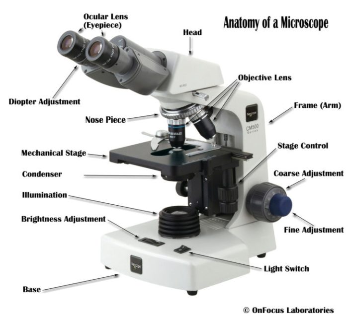 Microscope worksheet review parts science answers microscopes distance editable worksheets options learning printable tangstar ivuyteq preview