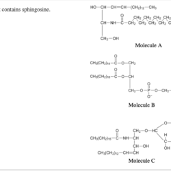 Select the molecules that contains sphingosine